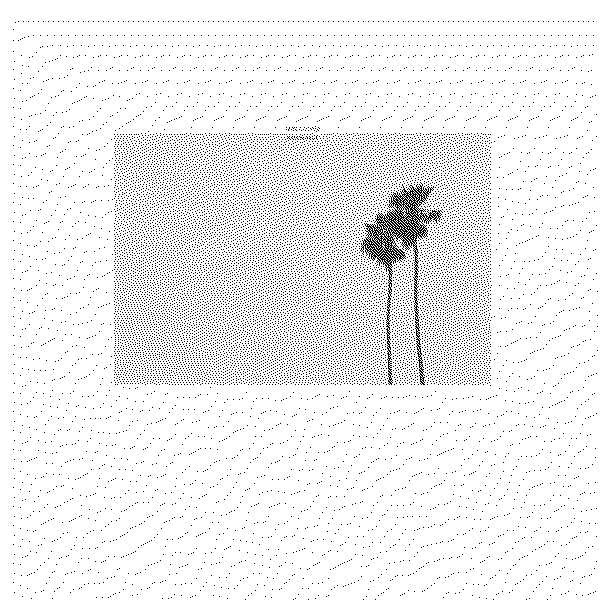 Mike Cooper Rayon Hula (15th Anniversary Edition)